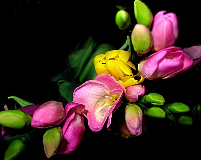 flowers, beautiful flowers, freesias, flower background, motive, bouquet, nature, ikebana, flower wallpaper, color