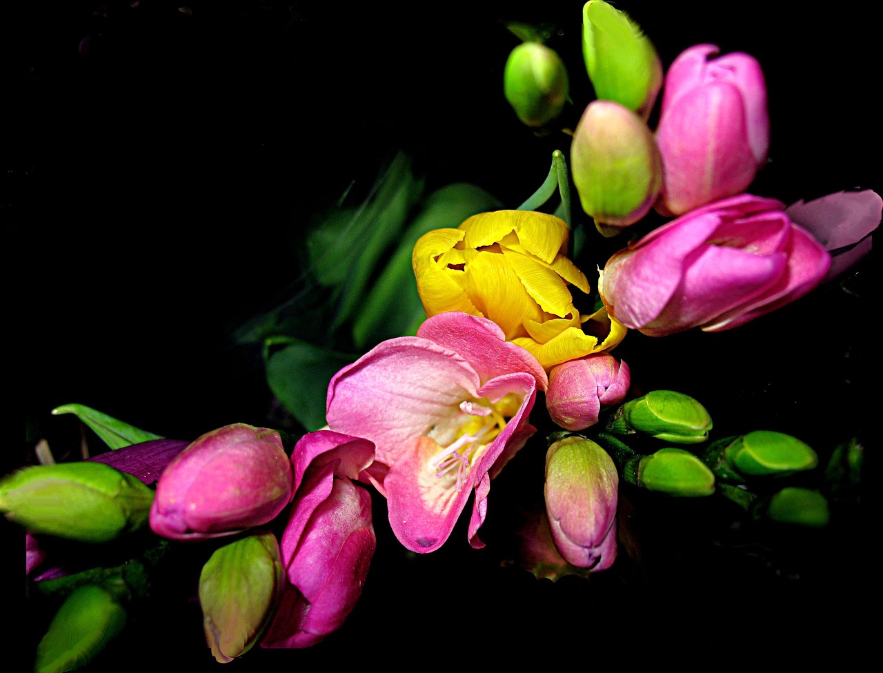 flowers, beautiful flowers, freesias, flower background, motive, bouquet, nature, ikebana, flower wallpaper, color
