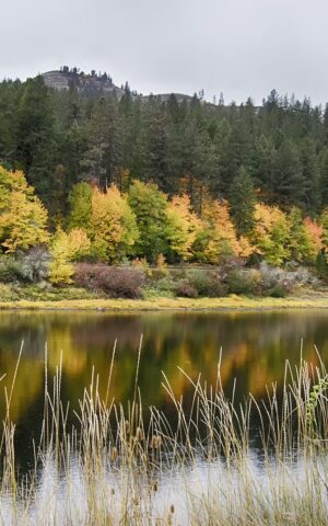fall reflection, calm water, clearwater river idaho, idaho, usa, calm, vibrant, fall, season, landscape, idaho, idaho, idaho, idaho, idaho