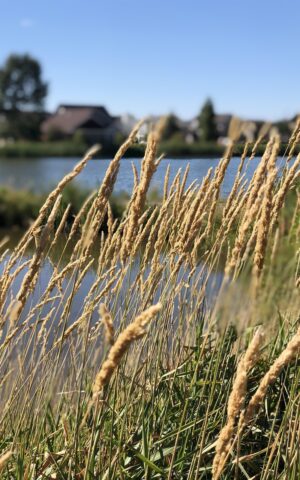 lake, bozeman, summer, bozeman, bozeman, bozeman, bozeman, bozeman