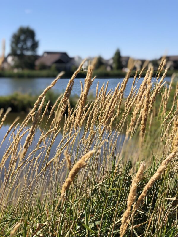 lake, bozeman, summer, bozeman, bozeman, bozeman, bozeman, bozeman