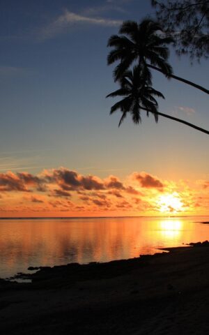 rarotonga, sunset, coconut palms, silhouette, beach, reflection, rarotonga, rarotonga, rarotonga, rarotonga, rarotonga