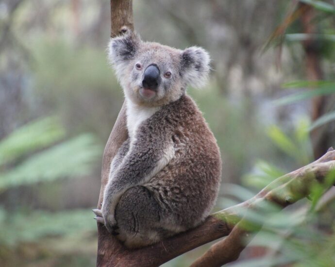 koala, australia, koala bear, nature, lazy, relax, animal, natural reserve, philip island, cozy, cute, ashen koala
