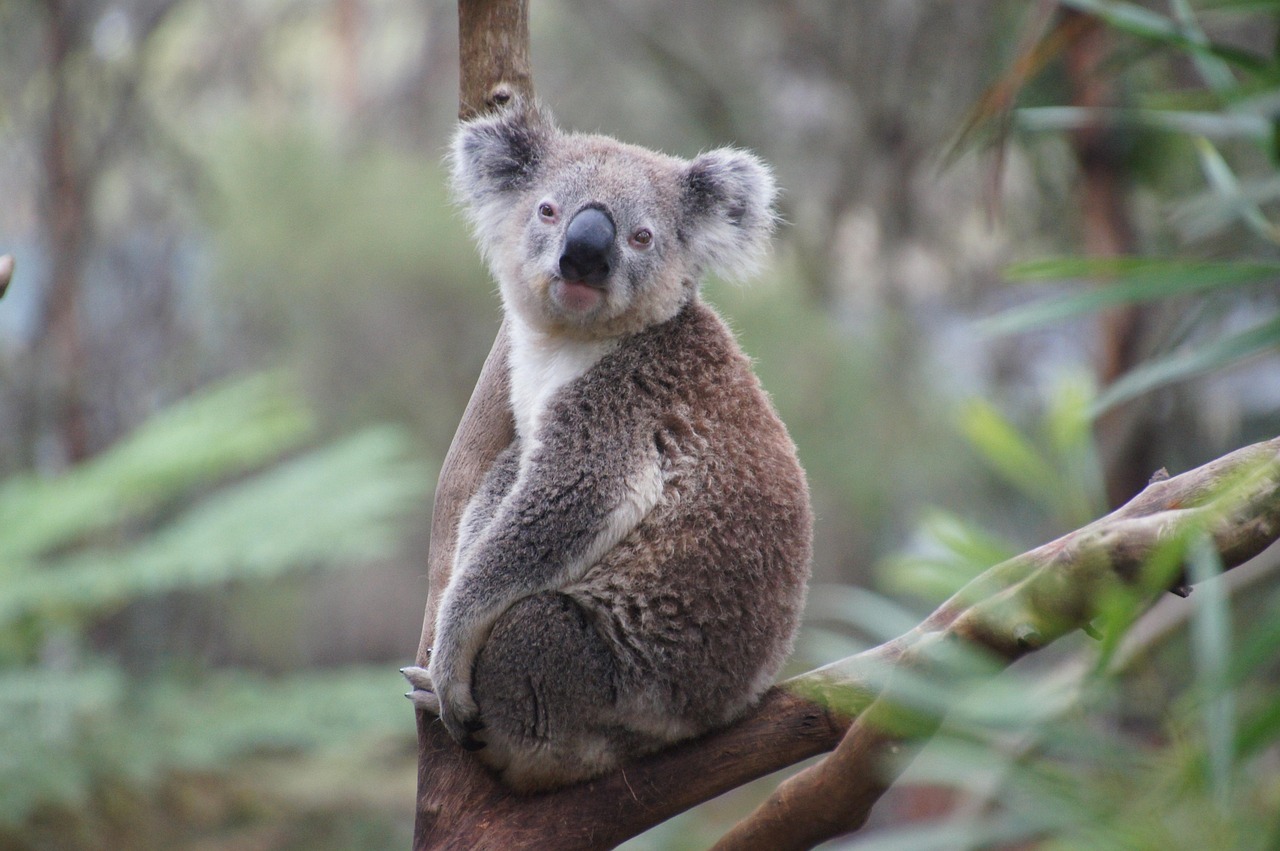 koala, australia, koala bear, nature, lazy, relax, animal, natural reserve, philip island, cozy, cute, ashen koala