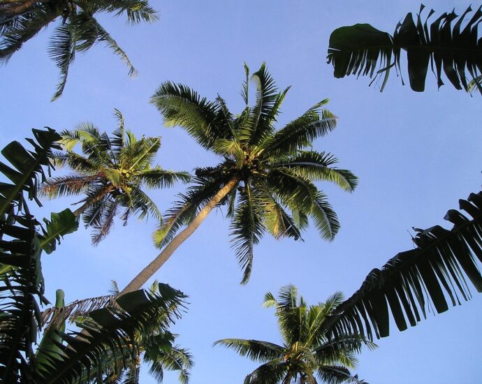 palm trees, samoa, exotic, south seas, samoa, samoa, samoa, samoa, samoa