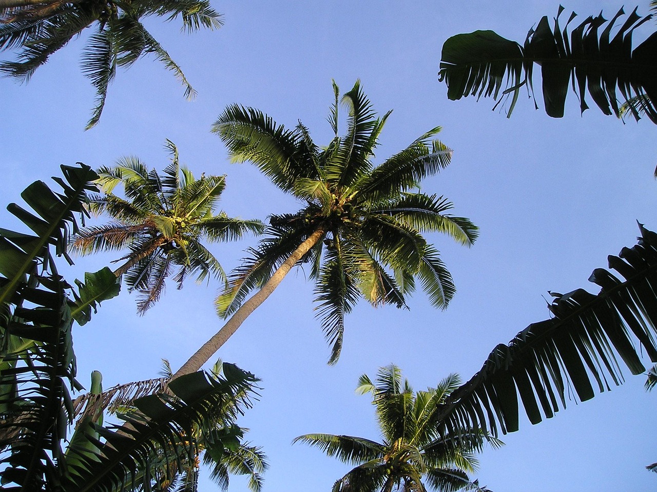 palm trees, samoa, exotic, south seas, samoa, samoa, samoa, samoa, samoa