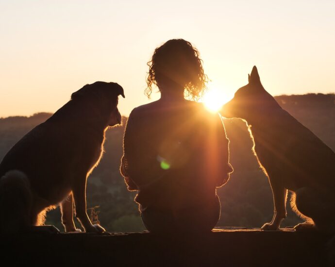 dog, animal, pet, animal reception, nature, domestic animal, sunrise, backlighting