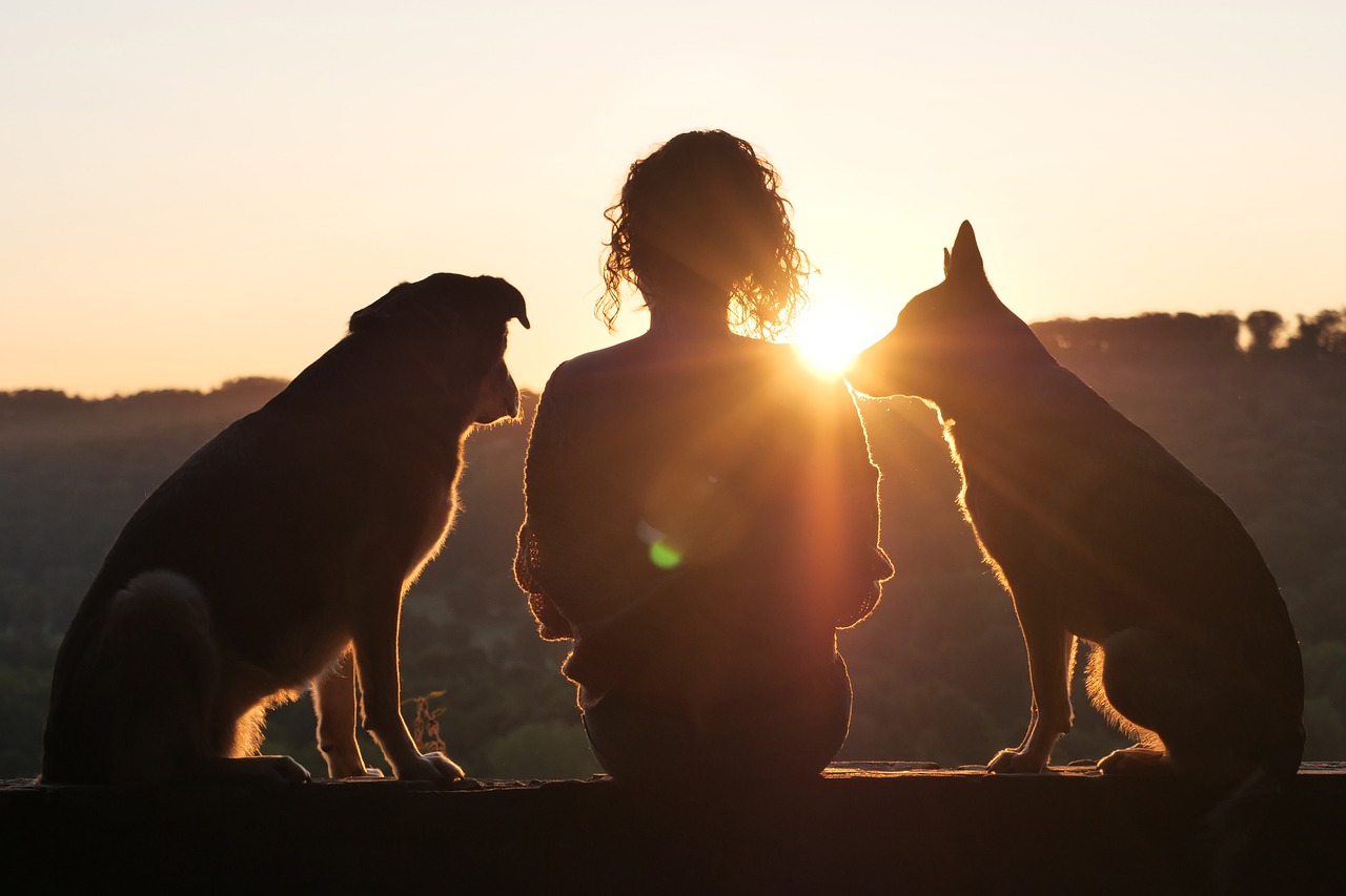 dog, animal, pet, animal reception, nature, domestic animal, sunrise, backlighting