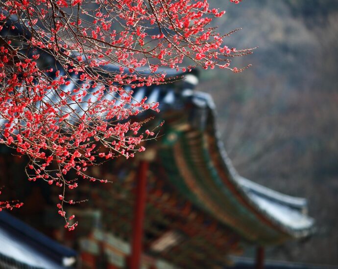 red plum, pink flower, spring flowers, blossom, korea, republic of korea