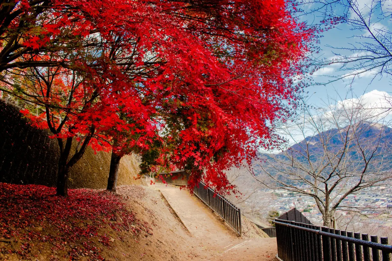 Stunning red maple trees in full autumn splendor along a serene path in Fujiyoshida, Japan.