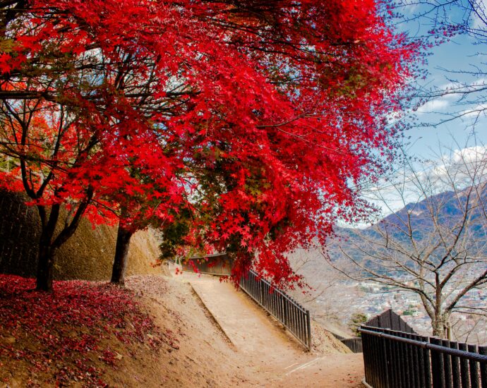 Stunning red maple trees in full autumn splendor along a serene path in Fujiyoshida, Japan.