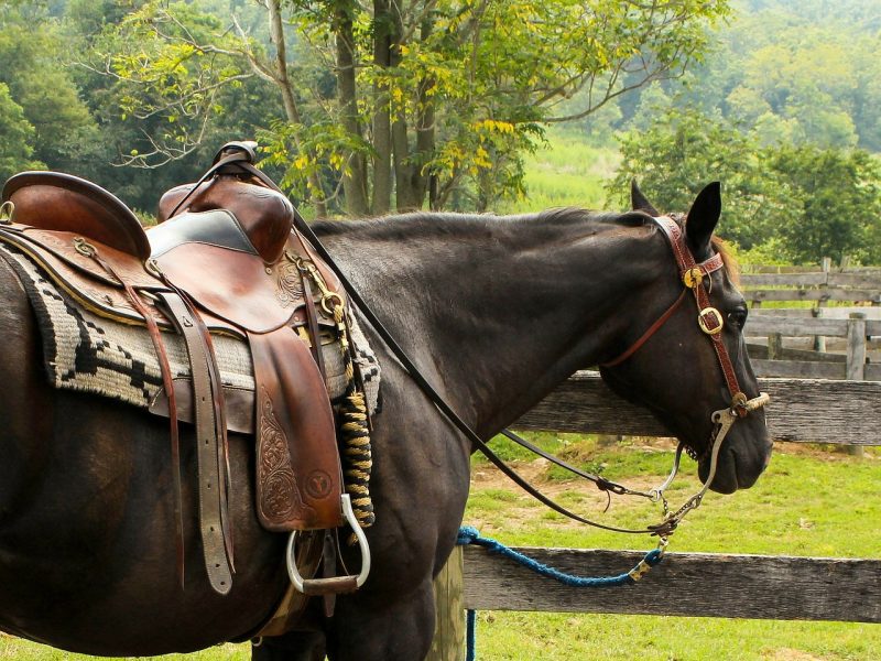 horse, western saddle, pomel-176990.jpg